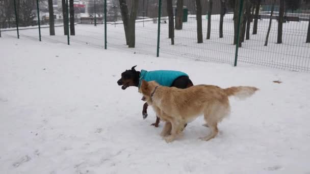 Σκύλοι παίζουν στο χιόνι στο πάρκο το χειμώνα — Αρχείο Βίντεο