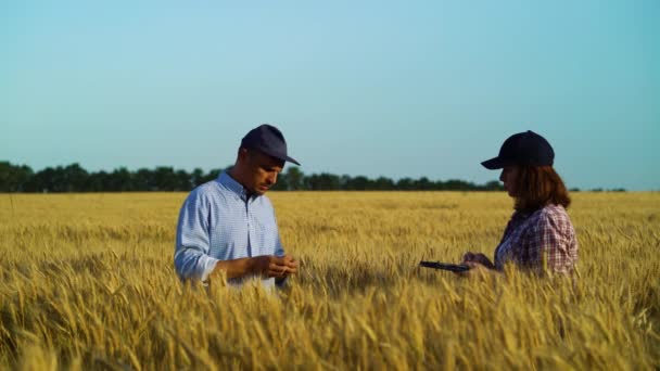 Team of agronomists working in field and checking ripeness of wheat — Stok Video