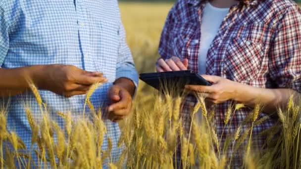 Teamwork of agronomists checking ripeness of wheat — Stock video