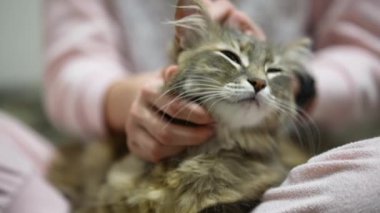 Yumuşak kedi küçük kıza sarılıyor.