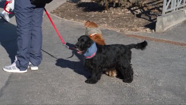 Man met puppies na verbouwing in park — Stockvideo