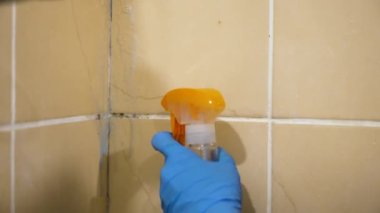 Eldiven giymiş kadın elleri banyoda mantar çıkarıyor.