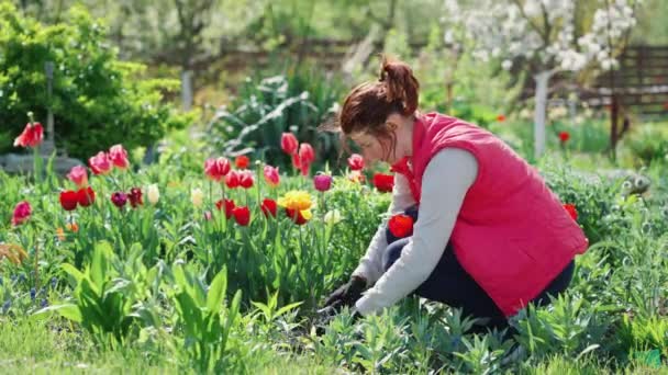 Femme travaillant dans le jardin de fleurs — Video