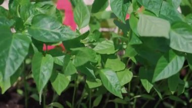 Rüzgarda hareket eden biber fideleri