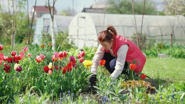 Tuinman werkende grond in de buurt van tulpen — Stockvideo