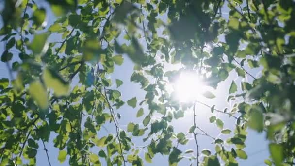 Πράσινα κλαδιά στη φωτεινή ηλιοφάνεια — Αρχείο Βίντεο
