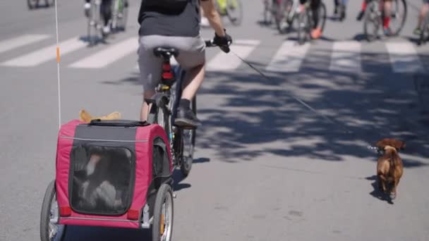 L'homme et ses chiens participant à la course de vélo — Video