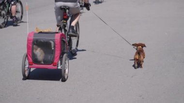 Dachshund ve sahibi sokak yarışına katılıyor.