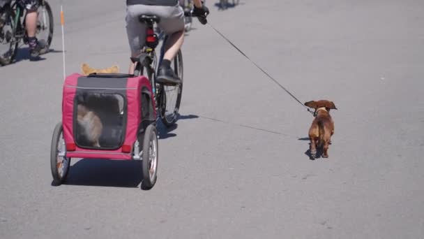 Dachshund и владелец участвуют в уличной гонке — стоковое видео