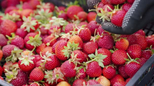 Mains de travailleur saisonnier mettre des fraises dans la boîte — Video