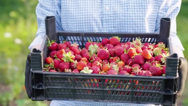 Caja de transporte agricultor con fresas cosechadas — Vídeos de Stock