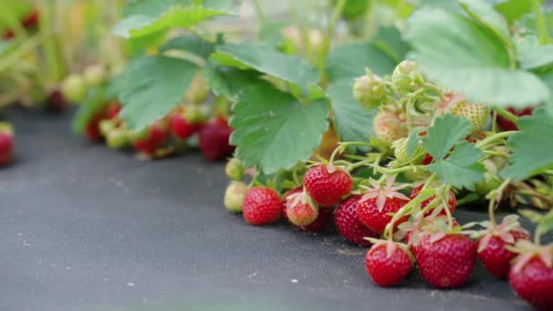 Morangos orgânicos que crescem na plantação — Vídeo de Stock