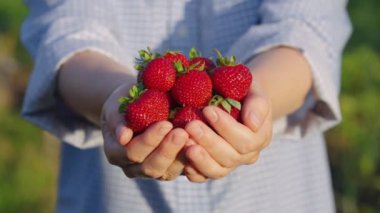 Taze çilek dolu ellerini uzatan kadın çiftçi.