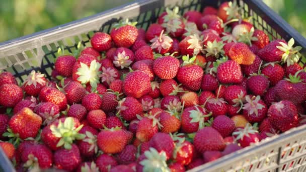 Friske jordbær i plastæske på bedriften – Stock-video