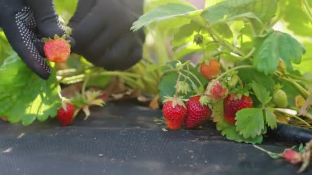 Χέρια εργαζομένου που μαζεύει φράουλες στην εκμετάλλευση — Αρχείο Βίντεο