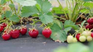 Dokumasız kumaşın üzerinde taze çilekler yetişiyor.