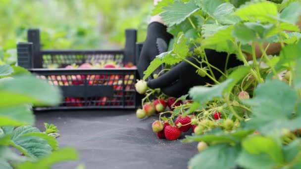 Mains féminines cueillant des fraises à la ferme — Video