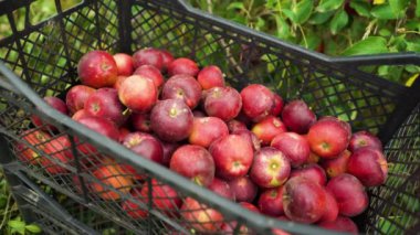 Taze elmalar kabın içine düşüyor.