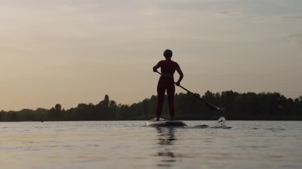Woman standing on SUP board and paddling at sunset — Stock Video