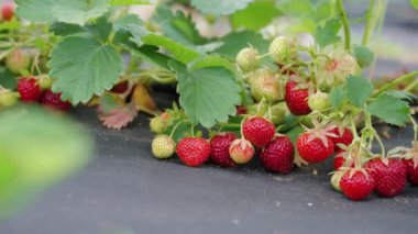 Bahçedeki tarımsal kumaşın üzerinde duran kırmızı çilekler.