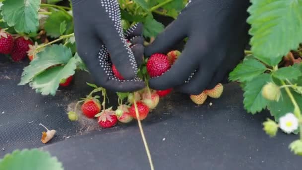 Mains dans les gants cueillette des fraises à la ferme — Video