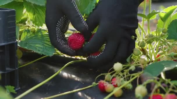 Χέρια εποχιακού εργαζόμενου που συλλέγει φράουλες από τον κήπο — Αρχείο Βίντεο