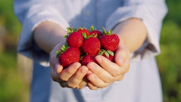 신선 한 딸기를 주는 여성 손 — 비디오