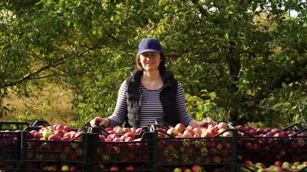 Kvinnlig jordbrukare som poserar nära skördade äpplen — Stockvideo