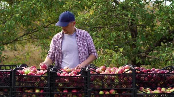 Γεωργός που ψάχνει πάνω από τα μήλα στον κήπο — Αρχείο Βίντεο