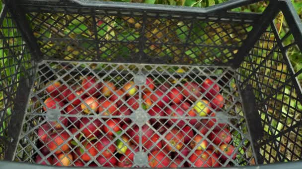 Яблоки падают в пластиковую коробку в саду — стоковое видео