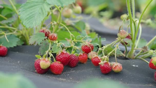 Φράουλες που καλλιεργούνται στην εκμετάλλευση — Αρχείο Βίντεο