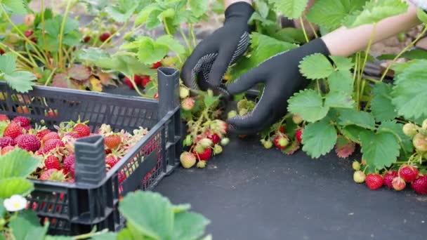 Mains dans les gants cueillette de fraises fraîches — Video