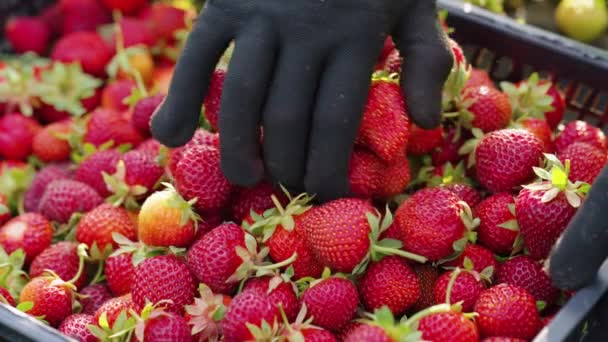 Handen in handschoenen die geoogste aardbeien in een doos rangschikken — Stockvideo