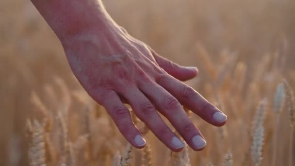 Hand van boer raakt spikeletten in tarweveld aan — Stockvideo