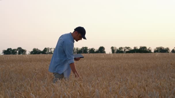 Landwirt überprüft Qualität der Feldfrüchte — Stockvideo