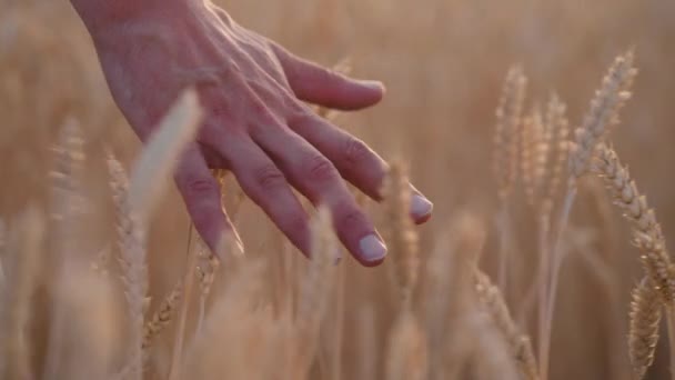 Manlig hand vidrör vete spikelets — Stockvideo
