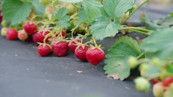 Fresas ecológicas que crecen en la granja — Vídeo de stock