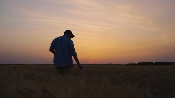 Boer tegen roze lucht controleren gewassen — Stockvideo