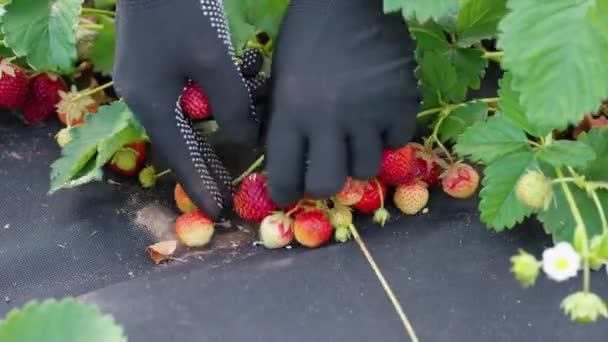 Ruce farmáře sbírající čerstvé jahody — Stock video