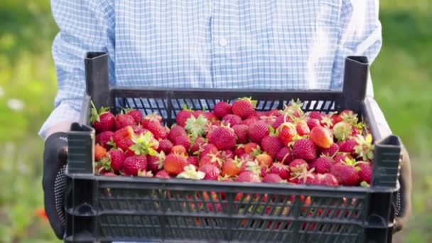 Farmer caja de transporte con fresas frescas — Vídeo de stock