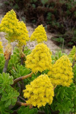 Bahçedeki sarı çiçeklerin güzel çiçekleri