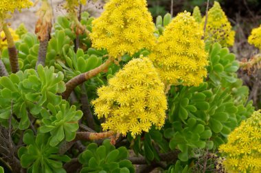 Bahçedeki çiçekleri kapat.