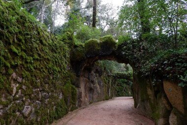 Ormanın içinden geçen yol
