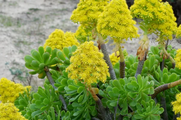 Bahçedeki güzel çiçekler