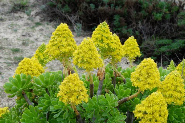 Güzel botanik fotoğrafı, doğal duvar kağıdı.