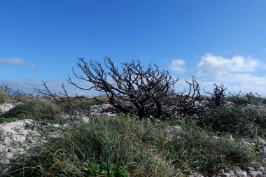 Doğanın güzel manzarası