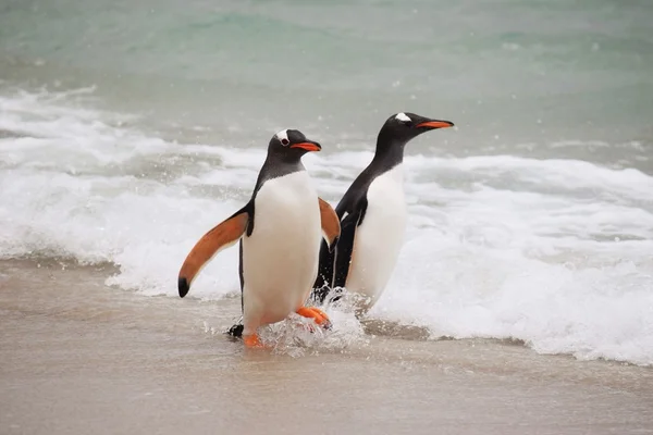 Pingüinos Gentoo jugando en el surf Imágenes De Stock Sin Royalties Gratis