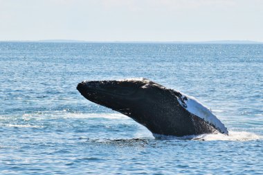 Kambur balina kuyruğu dalış sırasında 
