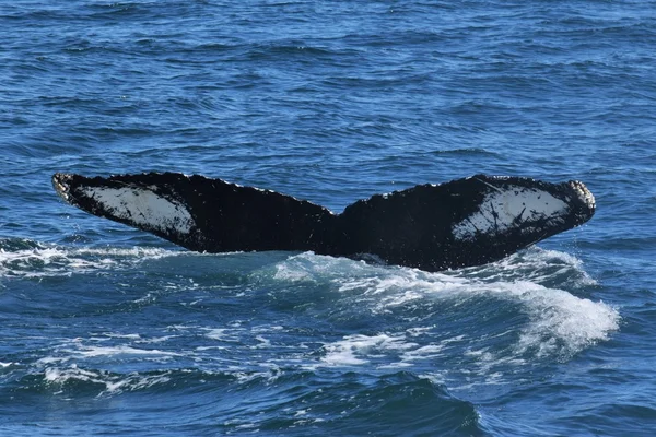 Humpback whale tail podczas nurkowania — Zdjęcie stockowe