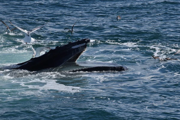 Горбатий кит відкритий рот харчування на поверхні — стокове фото